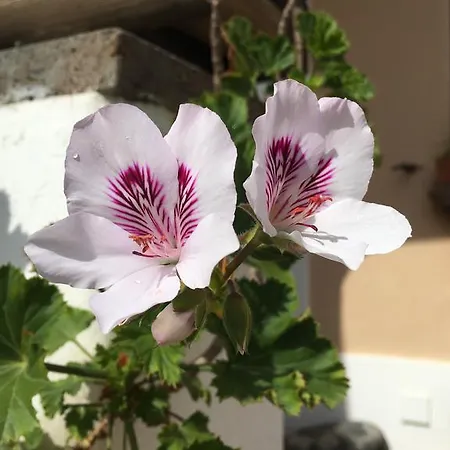 Aparthotel Costa Vacanze Lipari (Isola Lipari)