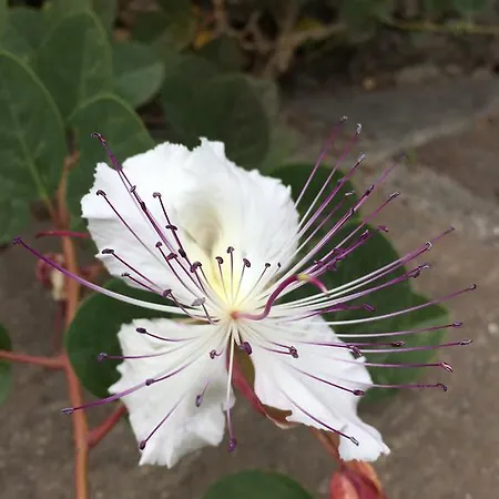 Costa Vacanze Aparthotel Lipari (Isola Lipari)