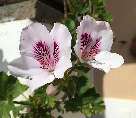 Lejlighedshotel Costa Vacanze Lipari (Isola Lipari)