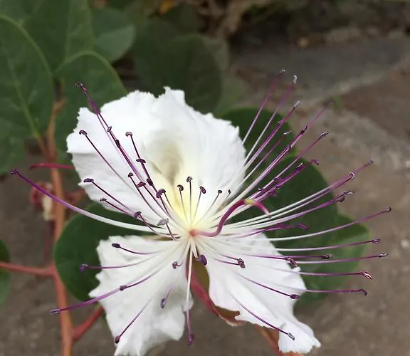 Costa Vacanze Aparthotel Lipari (Isola Lipari)