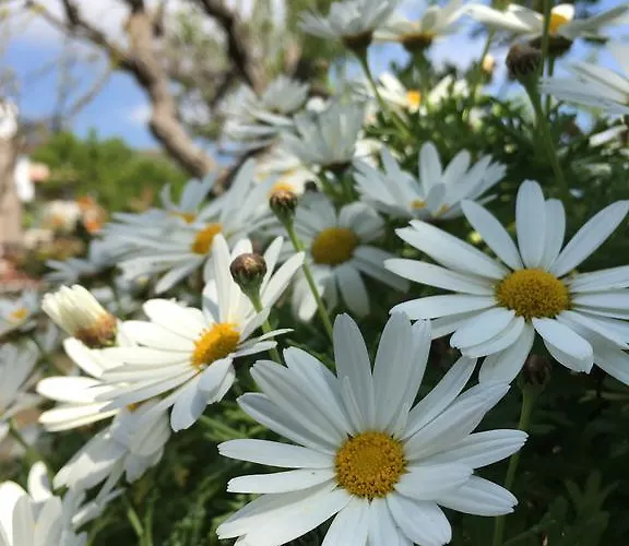 科斯塔瓦坎泽公寓式酒店 公寓式酒店 3*