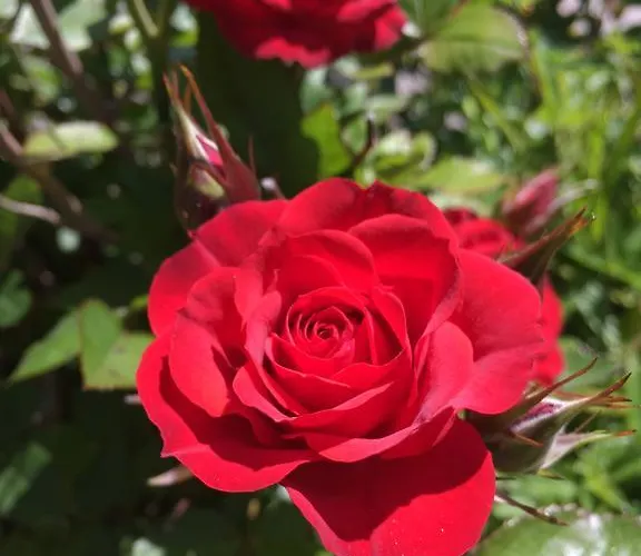 公寓式酒店 科斯塔瓦坎泽公寓式酒店 利帕里