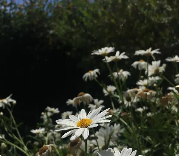 Costa Vacanze アパートホテル