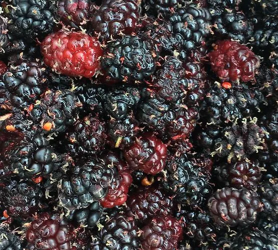 科斯塔瓦坎泽公寓式酒店 公寓式酒店 3*